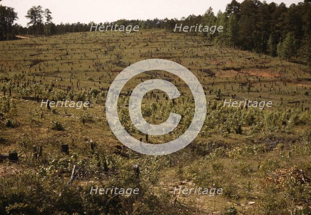 Field with tree stumps, between 1941 and 1942. Creator: Unknown.