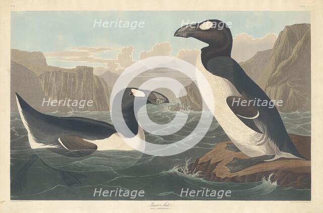 Great Auk, 1836. Creator: Robert Havell.