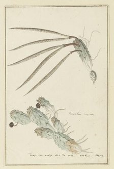 Pectinaria articulata (Ait.) Haw., 1777-1786. Creator: Robert Jacob Gordon.