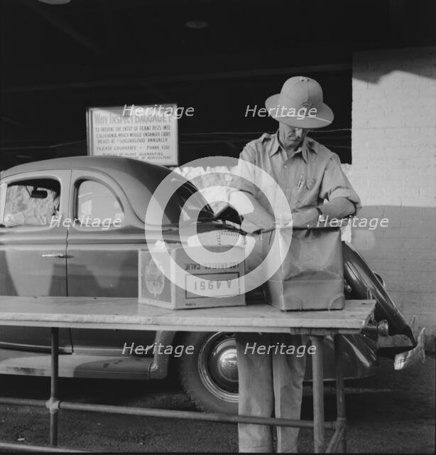 California state plant quarantine inspector examining baggage for insect pests, Arizona, 1937. Creator: Dorothea Lange.