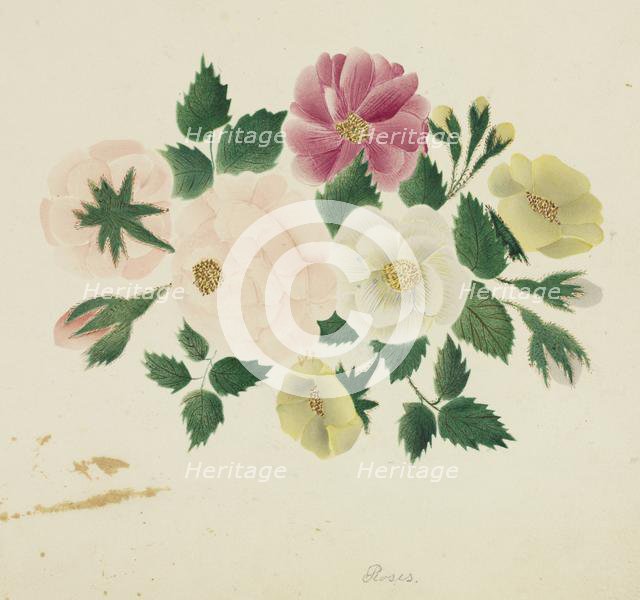 June Roses. Creator: Mary Altha Nims (American, 1817-1907).