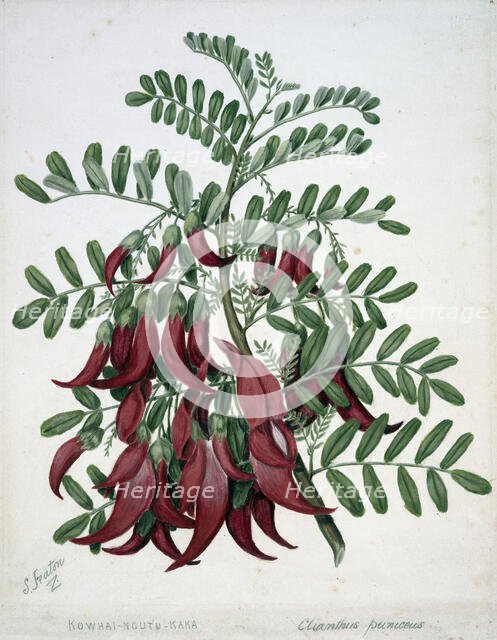 Kowhai-ngutu-kaka. Clianthus puniceus, c1885. Creator: Sarah Featon.