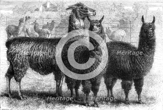 Mr. Ledger's alpacas and llamas at Sophienburg, the seat of Mr. Atkinson, New South Wales, 1861. Creator: Pearson.