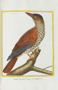 Histoire naturelle. Oiseaux. Planches enluminées, 1782. Creator: Leclerc de Buffon, Georges-Louis (1707-1788).