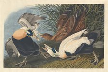 Eider Duck, 1835. Creator: Robert Havell.