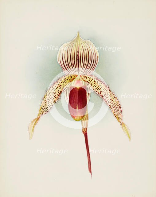 Orchid: Cypripedium A. de Lairesse, 1906. Creator: Frederick William Bolas.