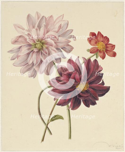 Dahlias, 1835-1904. Creators: Willem Hekking I , Willem Hekking.