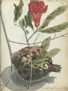 Pomegranate, 1779-1787. Creator: Jan Brandes.