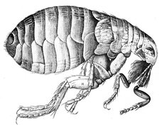 Flea, wingless bloodsucking parasitic insect, 1665. Artist: Unknown