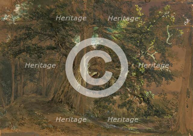 Forest interior near Lundenburg (maple group at a mountain lake), undated. Creator: Joseph Hoger.