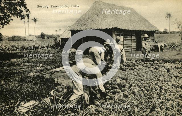 'Sorting Pineapples, Cuba', late 19th-early 20th century.  Creator: Unknown.