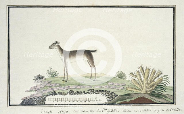 Philantomba monticola (Blue duiker), 1777-1786. Creator: Robert Jacob Gordon.