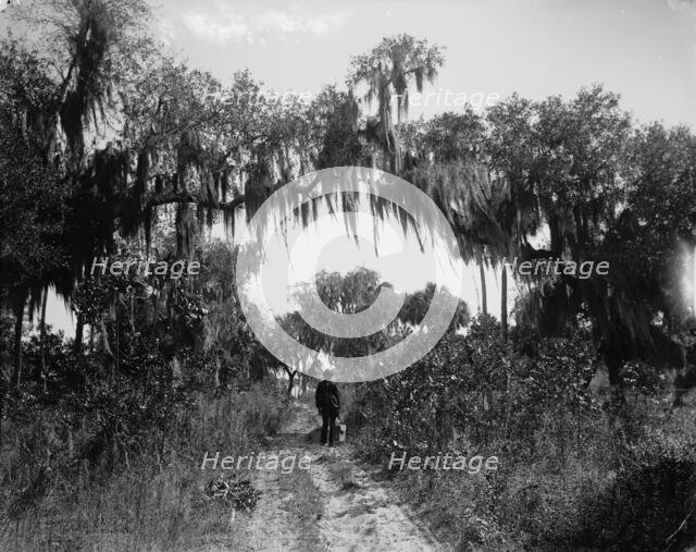 Road near Rockledge, between 1880 and 1897. Creator: William H. Jackson.