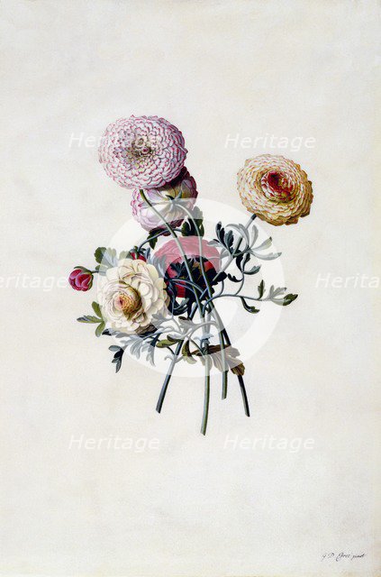 Mixed Ranunculas, c. 1743 (hand coloured engraving). Creator: "Georg Dionysius Ehret (1710 - 70); Ehret, Georg Dionysius (1710-1770)".