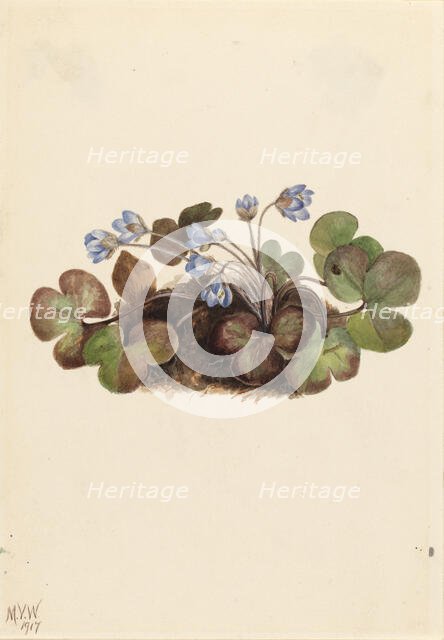 Hepatica (Hepatica americana), 1917. Creator: Mary Vaux Walcott.