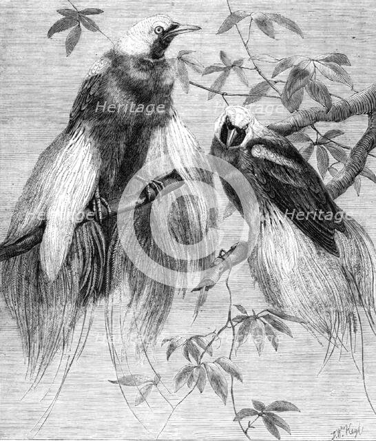 Birds of Paradise in the Zoological Society's Gardens, Regent's Park, 1862. Creator: Friedrich Wilhelm Keyl.