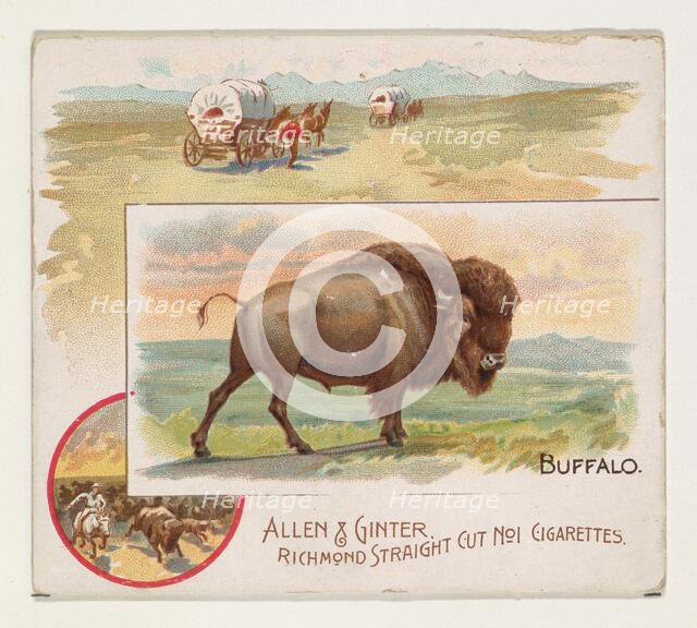 Buffalo, from Quadrupeds series (N41) for Allen & Ginter Cigarettes, 1890. Creator: Allen & Ginter.