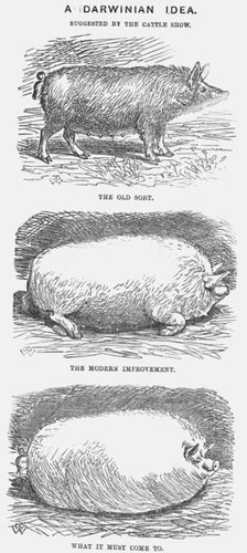 'A Darwinian Idea', 1865. Artist: TW Woods