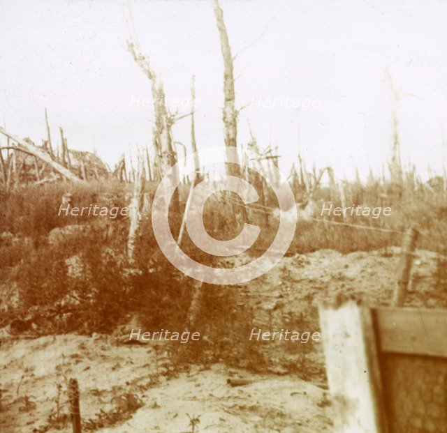 Blasted wood, Nieuwpoort, Flanders, Belgium, c1914-c1918. Artist: Unknown.