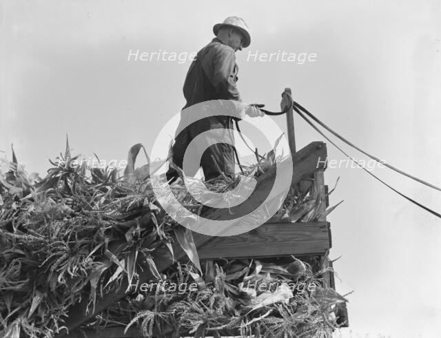 One of the eight cooperating farmers drive loaded wagons to the silo, Yamhill County, Oregon, 1939. Creator: Dorothea Lange.