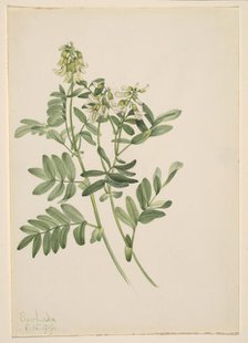 Untitled--Plant Study, 1919. Creator: Mary Vaux Walcott.