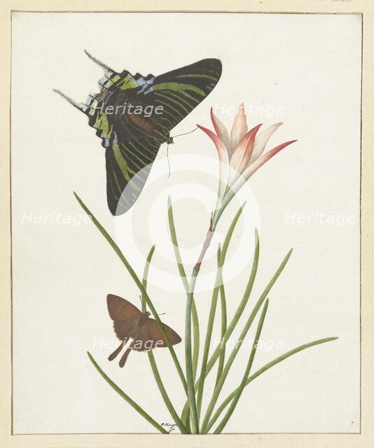 Two butterflies with a lily, 1747-1802. Creator: Paulus Knogh.