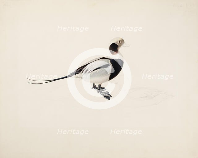 Long-tailed Duck, 1836. Creator: Magnus von Wright.