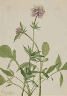 Heliotrope Valerian (Valeriana sitchensis), 1917. Creator: Mary Vaux Walcott.