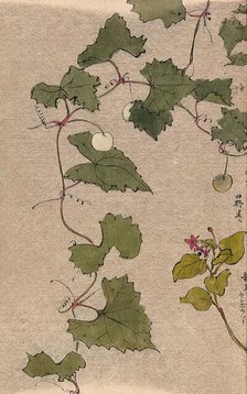 A vine with fruit and a second unidentified plant with flowers. Creator: Unknown.