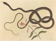 The Coach-whip Snake (Coluber flagellum), published 1731-1743. Creator: Mark Catesby.