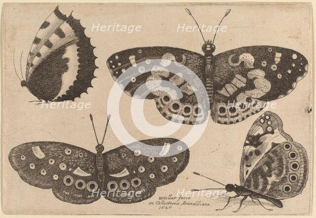 Four Butterflies, 1646. Creator: Wenceslaus Hollar.