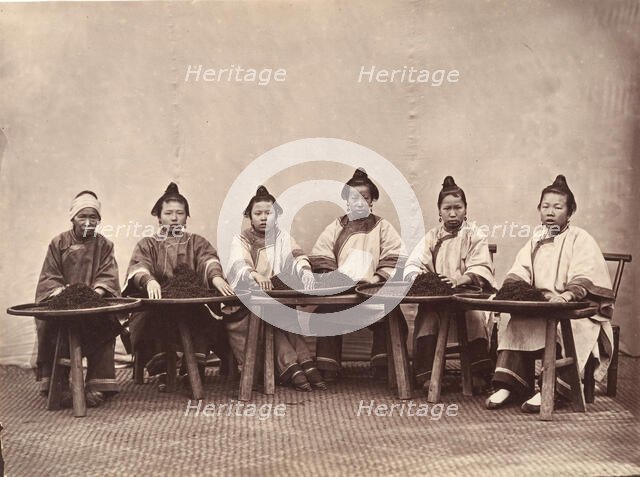 Culling Tea, ca. 1869. Creator: Attributed to Lai Fong.