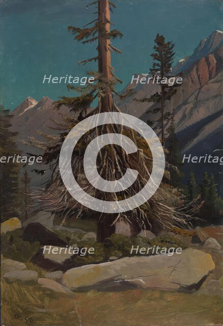 Study of Trees in the Alps, 1850. Creator: Knud Baade.