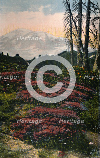 'Purple Heather growing Mount Rainier National Park', c1916. Artist: Asahel Curtis.