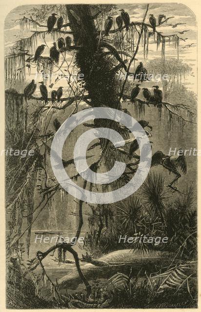 'Waiting for Decomposition', 1872.  Creator: Frederick William Quartley.