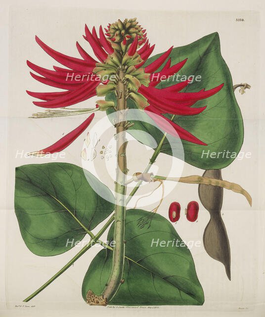 Botanical Magazine, 1787-1833. Creator: Curtis, William (1746-1799).