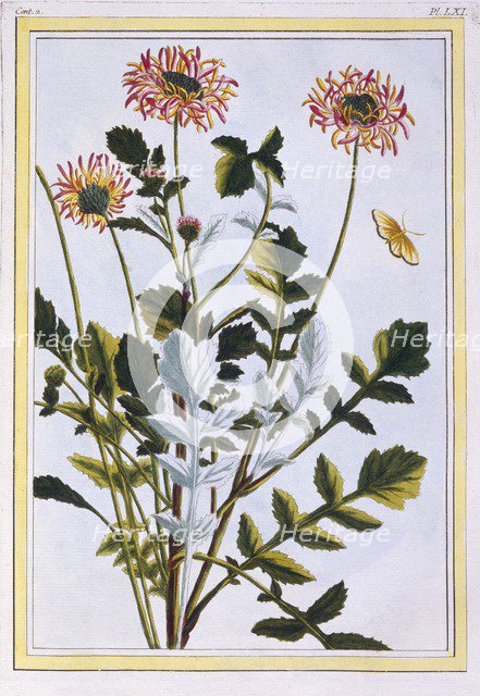 Ethiopian Arctotis (African Daisy),  pub. 1776. Creator: Pierre Joseph Buchoz (1731-1807).