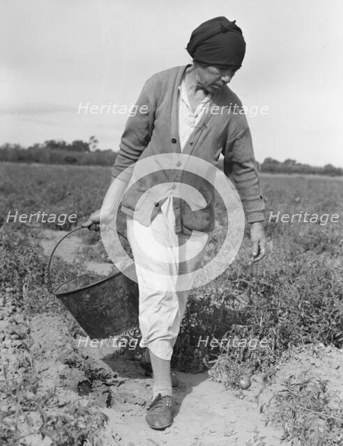 Mexican grandmother...harvesting tomatoes, Santa Clara Valley, California, 1938. Creator: Dorothea Lange.