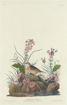 Yellow-winged Sparrow, 1832. Creator: Robert Havell.