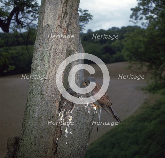 Kestrel at nest.