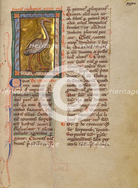 A Stork; Bestiary, about 1270. Creator: Unknown.