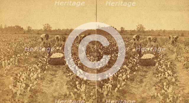 Women and children picking cotton, (1868-1900?). Creator: J. N. Wilson.