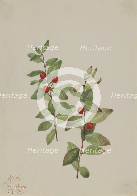 Red Comandra (Comandra livida), 1919. Creator: Mary Vaux Walcott.