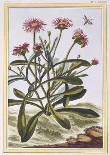 La Ficoide d'Afrique or Mesembryanthemum,  pub. 1776. Creator: Pierre Joseph Buchoz (1731-1807).