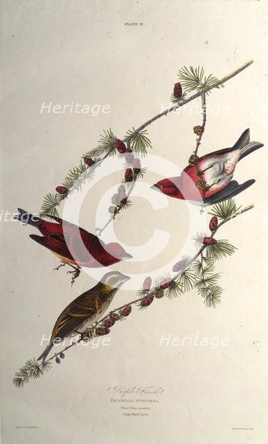 The purple finch. From "The Birds of America", 1827-1838. Creator: Audubon, John James (1785-1851).