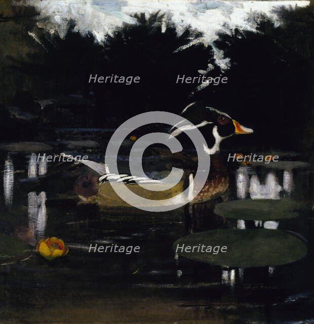 Male Wood Duck in a Forest Pool, study for book Concealing Coloration in the Animal Kingdom, c1905-1 Creator: Abbott Handerson Thayer.