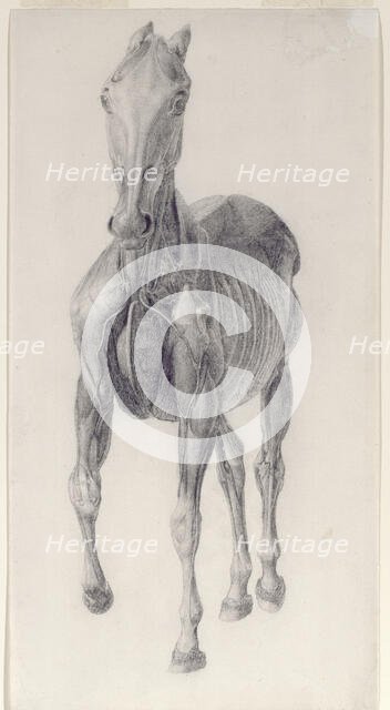 Finished study for 'The Eighth Anatomical Table of the Muscles ... of the Horse', 1756. Creator: George Stubbs.