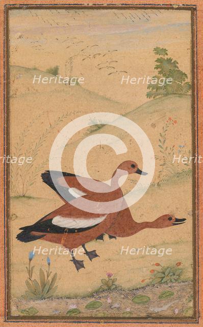 A pair of Brahminy ducks, c. 1595; borders added probably 1800s. Creator: Unknown.
