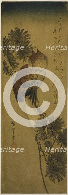 Small-horned owl, pine, and crescent moon, 1830s. Creator: Ando Hiroshige.