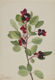 Saskatoon (Amelanchier alnifolia), 1923. Creator: Mary Vaux Walcott.